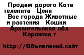  Продам дорого Кота-телепата › Цена ­ 4 500 000 - Все города Животные и растения » Кошки   . Архангельская обл.,Коряжма г.